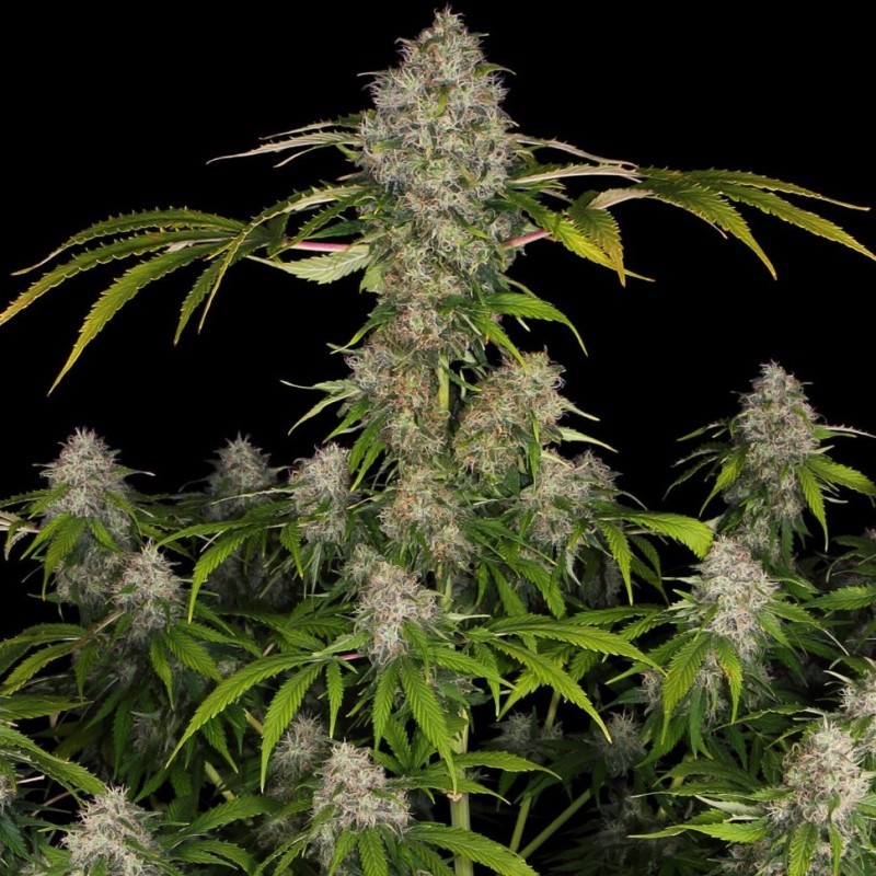 Black Domina x Early Skunk feminised Ganja Seeds