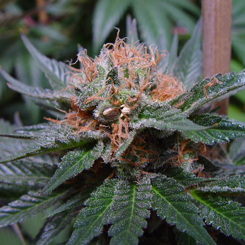 Auto Lavender feminised Ganja Seeds - 2 насінини