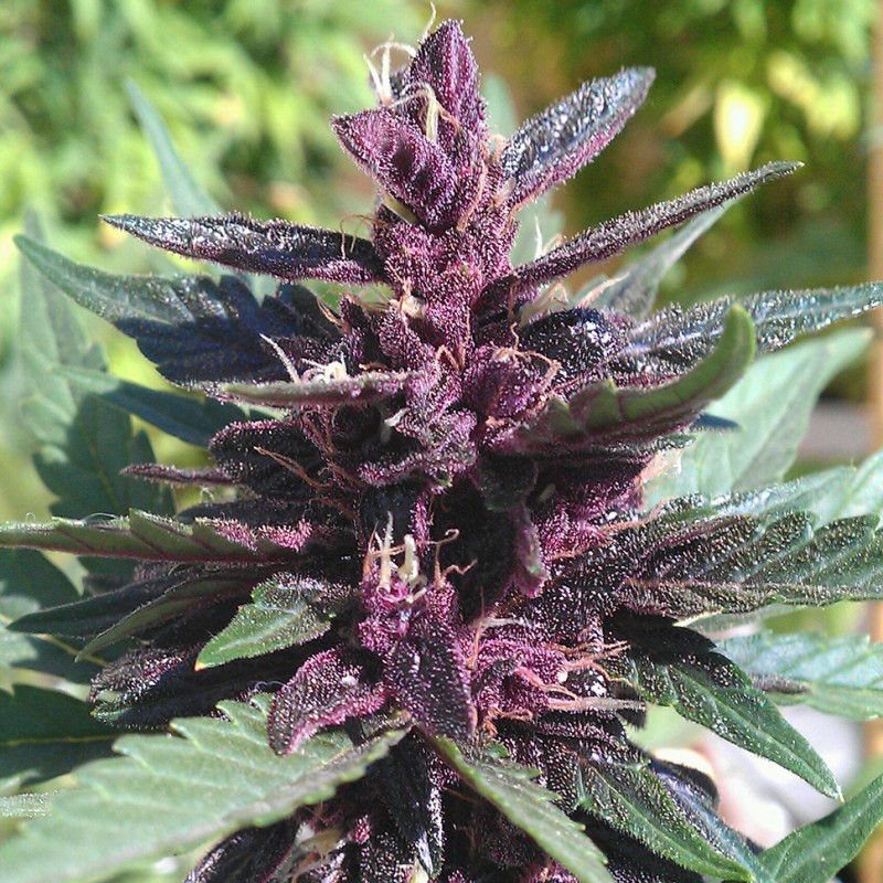 Auto Purple Kush feminised GanjaLiveSeeds