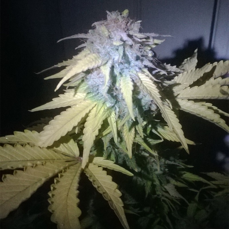 Auto MI5 feminised Short Stuff Seeds