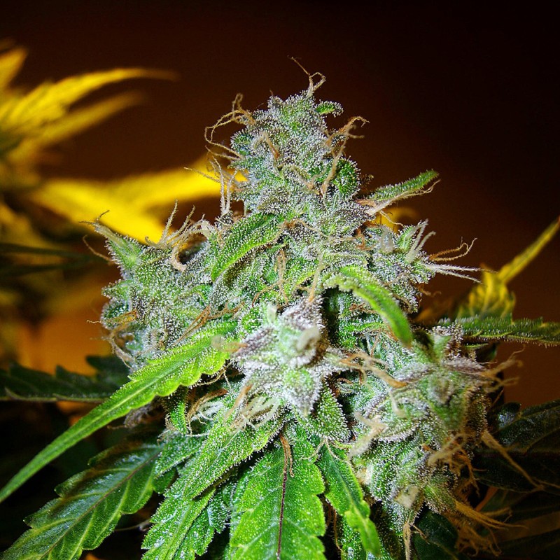 White Blueberry Pie feminised GanjaLiveSeeds