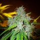 White Blueberry Pie feminised GanjaLiveSeeds