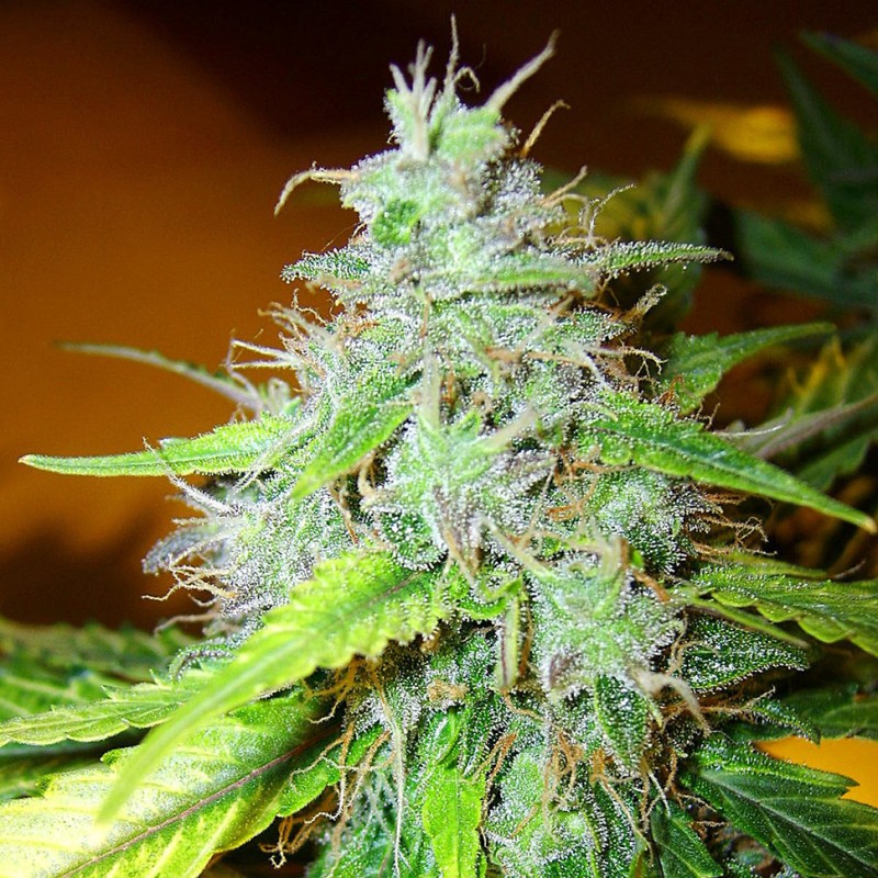 White Blueberry Pie feminised GanjaLiveSeeds