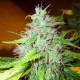 White Blueberry Pie feminised GanjaLiveSeeds