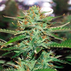 Auto Jack 47 feminised GanjaLiveSeeds