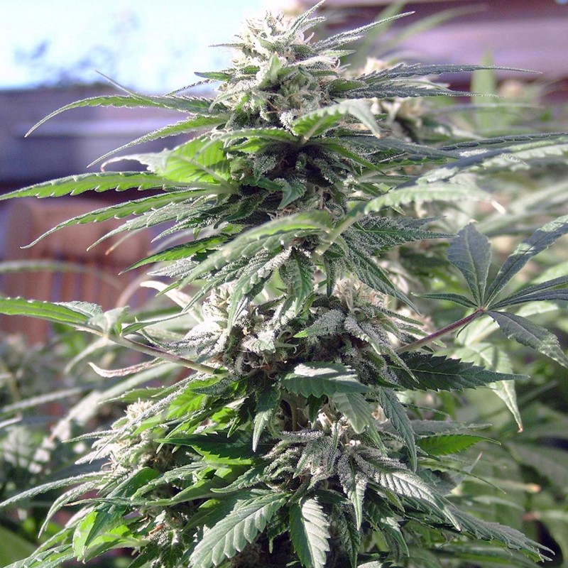Sensi Skunk feminised GanjaLiveSeeds