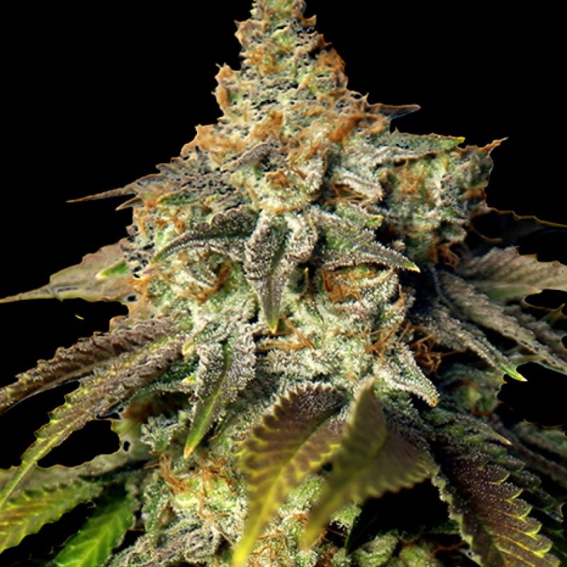 Bruce Banner feminised Ganja Seeds
