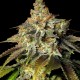 Bruce Banner feminised Ganja Seeds