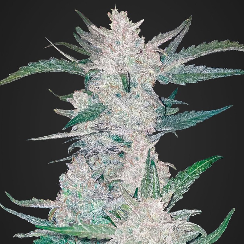 Auto Mexican Airlines feminised Ganja Seeds