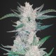 Auto Mexican Airlines feminised Ganja Seeds