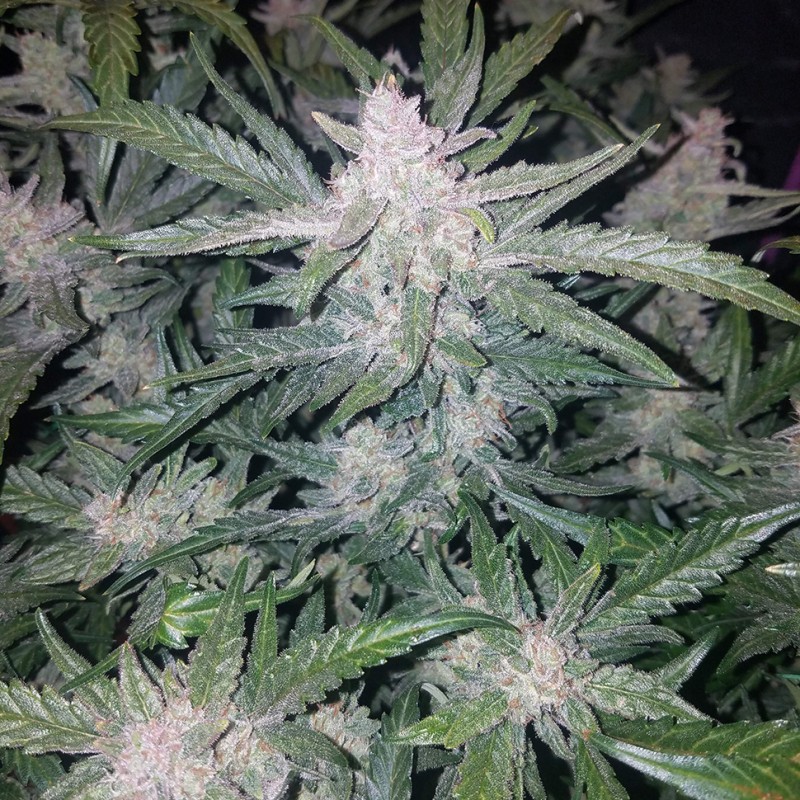 Auto Mexican Airlines feminised Ganja Seeds