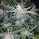 Auto Mexican Airlines feminised Ganja Seeds