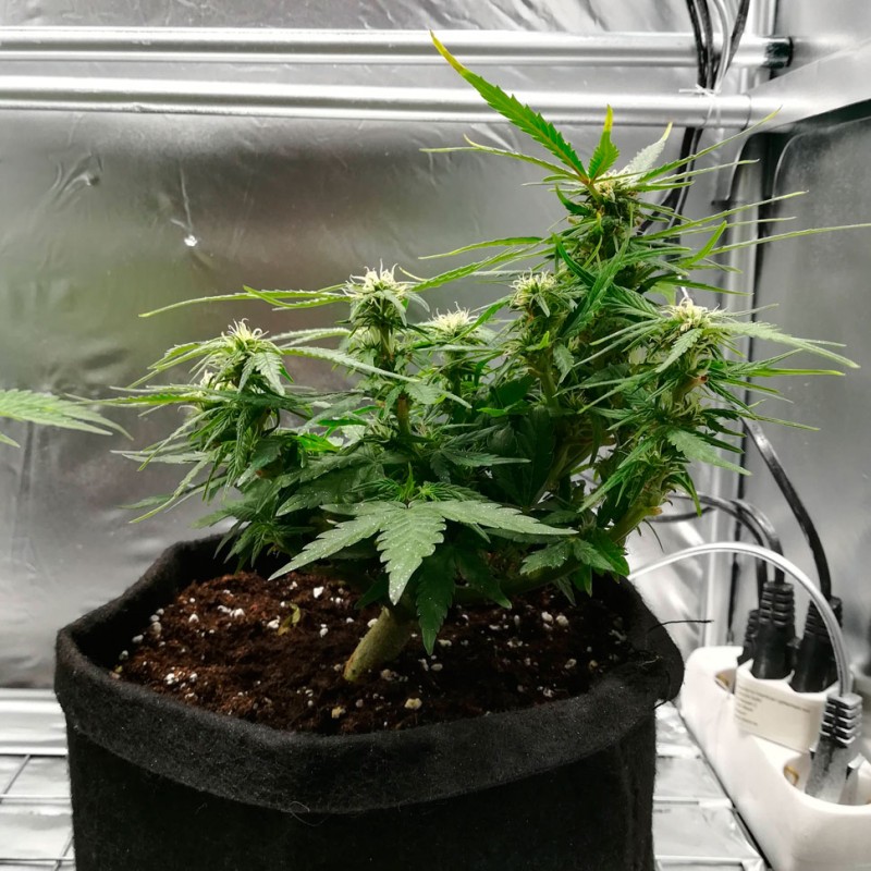 Auto Somango feminised GanjaLiveSeeds