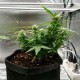 Auto Somango feminised GanjaLiveSeeds
