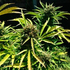 Auto Somango feminised GanjaLiveSeeds