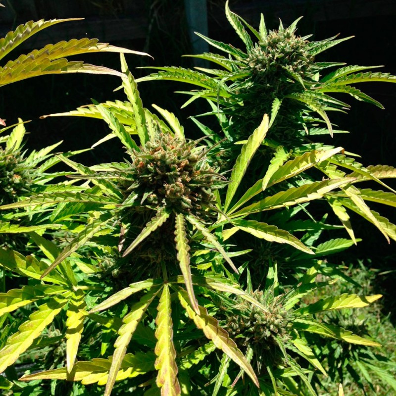 Auto Somango feminised GanjaLiveSeeds