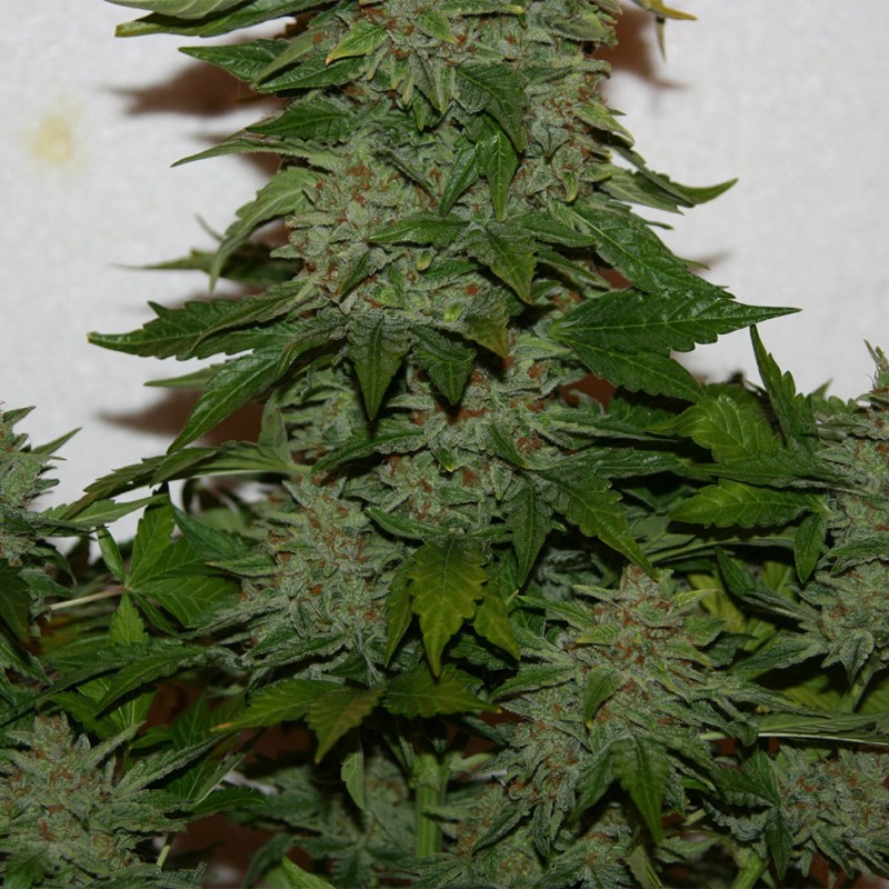 Auto Snowryder feminised Short Stuff Seeds - 10 насінин