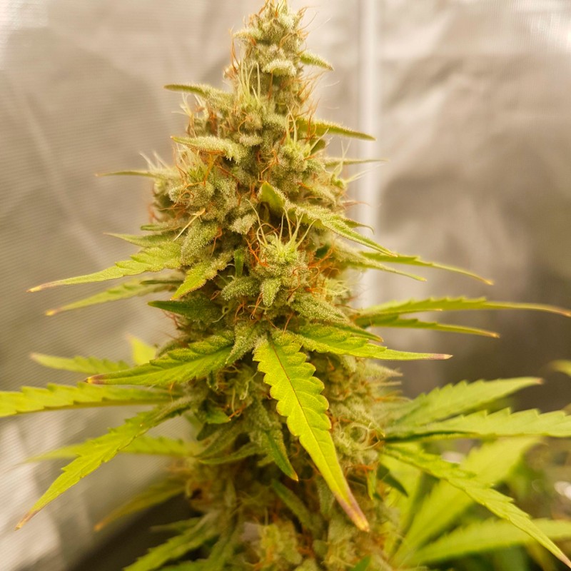 Auto Critical Hog feminised GanjaLiveSeeds