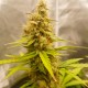 Auto Critical Hog feminised GanjaLiveSeeds