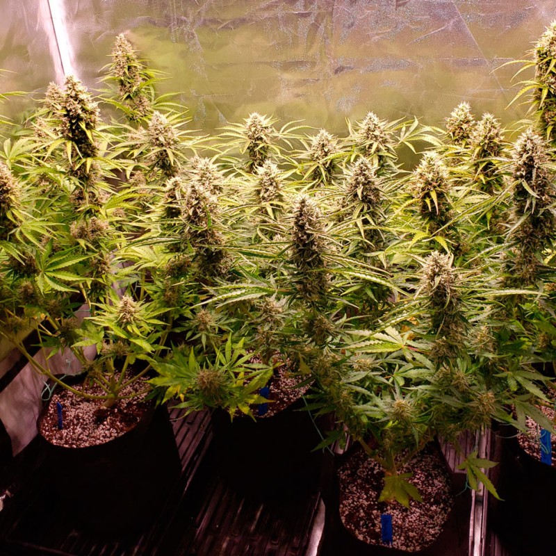 Auto Cinderella Jack feminised Ganja Seeds - 477 насінин