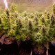 Auto Cinderella Jack feminised Ganja Seeds - 477 насінин
