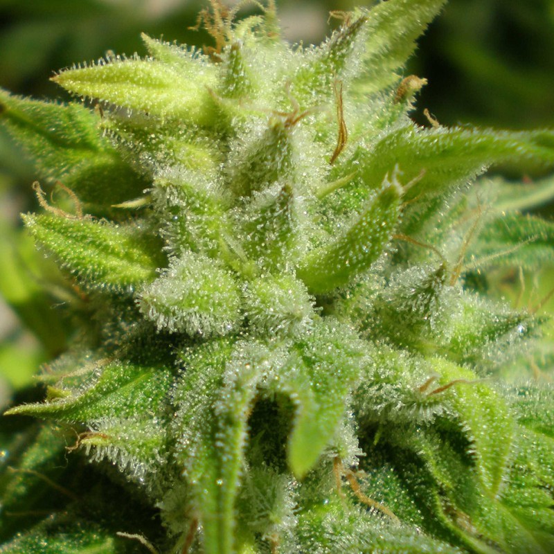 Euforia feminised GanjaLiveSeeds