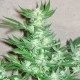 Euforia feminised GanjaLiveSeeds