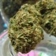 Auto Hindu Kush feminised Ganja Seeds