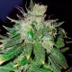Auto Hindu Kush feminised Ganja Seeds