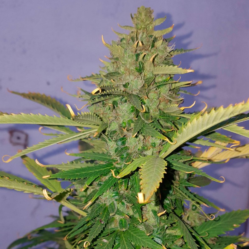 Auto Hindu Kush feminised Ganja Seeds