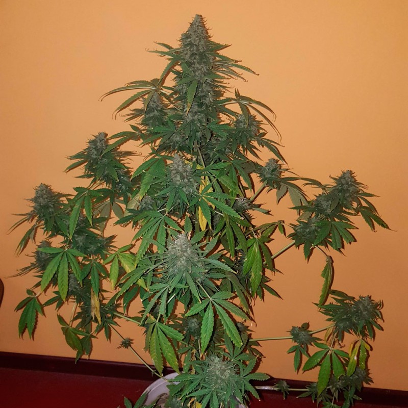 Auto Hindu Kush feminised Ganja Seeds