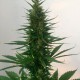 Auto Hindu Kush feminised Ganja Seeds