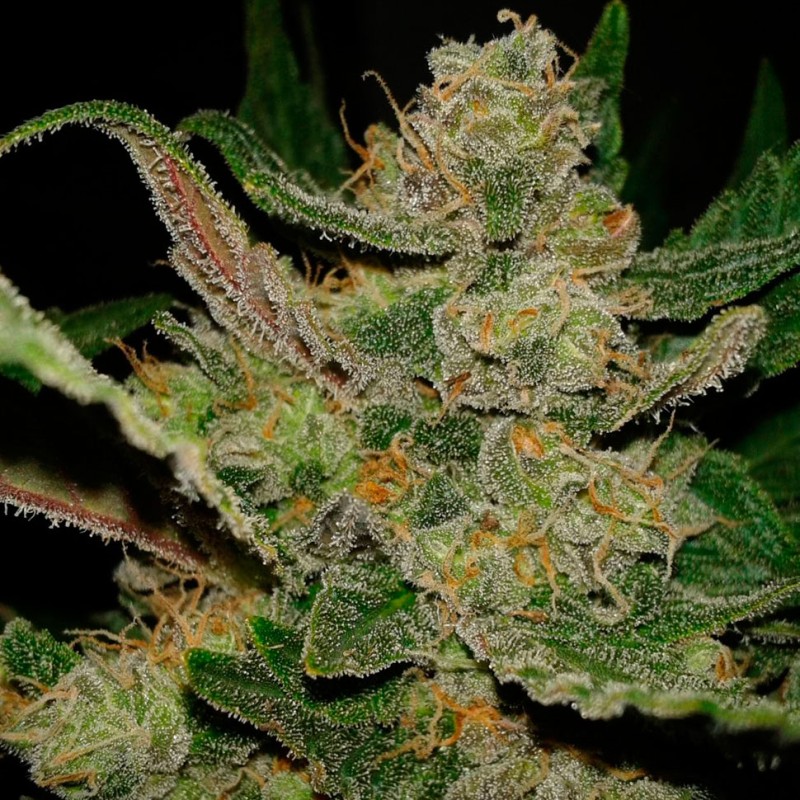 Auto Hindu Kush feminised Ganja Seeds