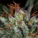 Auto Hindu Kush feminised Ganja Seeds