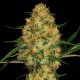 Auto Hindu Kush feminised Ganja Seeds