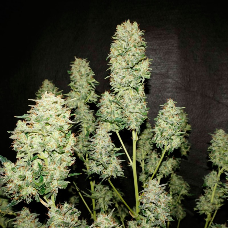 Auto OG Kush feminised Ganja Seeds - 4 насінини