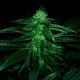Auto OG Kush feminised Ganja Seeds - 4 насінини