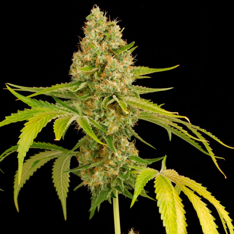 Auto OG Kush feminised Ganja Seeds - 4 насінини