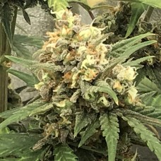 Auto Super Bud feminised GanjaLiveSeeds