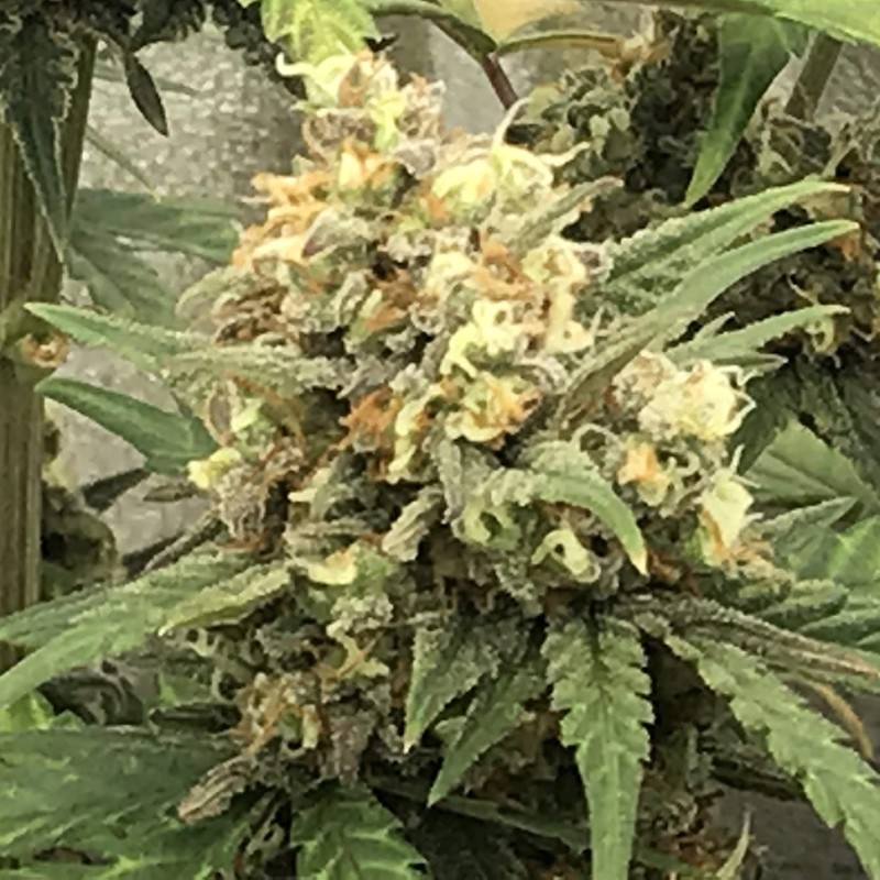 Auto Super Bud feminised GanjaLiveSeeds