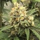 Auto Super Bud feminised GanjaLiveSeeds