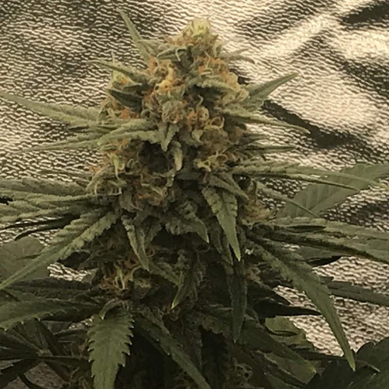 Auto Super Bud feminised GanjaLiveSeeds