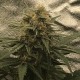Auto Super Bud feminised GanjaLiveSeeds