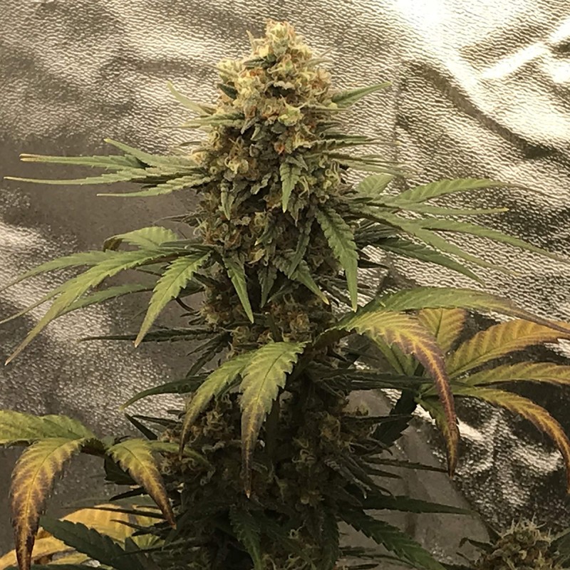 Auto Super Bud feminised GanjaLiveSeeds