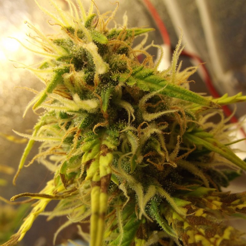 Auto Super Bud feminised GanjaLiveSeeds