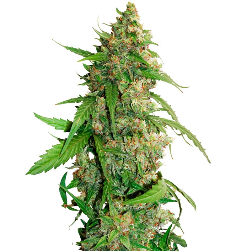 Auto AK feminised Green Silk Road Seeds