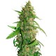 Auto AK feminised Green Silk Road Seeds