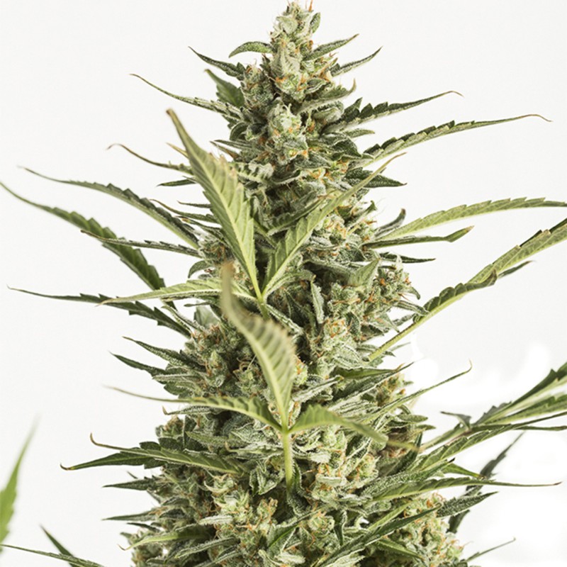 Auto Critical Jack feminised GanjaLiveSeeds