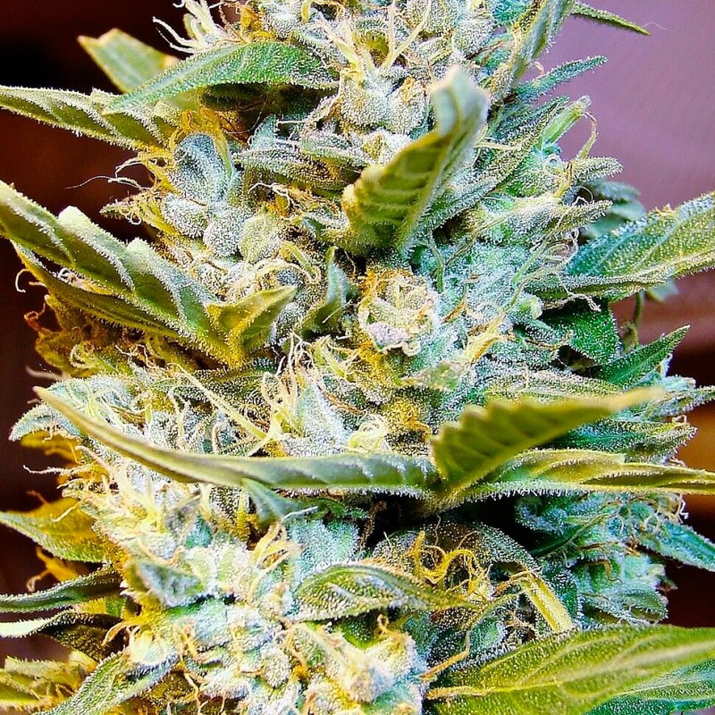 Auto Northern Hog feminised GanjaLiveSeeds