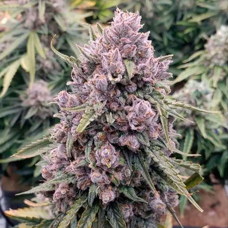 Auto Cinderella Jack feminised GanjaLiveSeeds